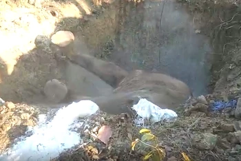 Sau khi các ngành chức năng khám nghiệm, Trung tâm Bảo tồn voi, cứu hộ động vật và quản lý bảo vệ rừng tỉnh Đắk Lắk đã thuê xe múc hố chôn cất voi Rốk.