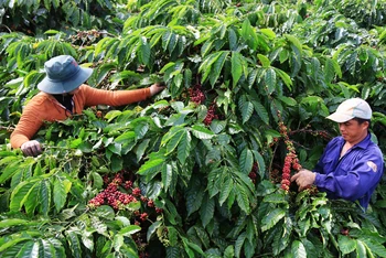 Chính sách hỗ trợ về bảo hiểm nông nghiệp sẽ mang lại lợi ích rất lớn cho người trồng cà-phê và hồ tiêu trên địa bàn tỉnh Đắk Nông.