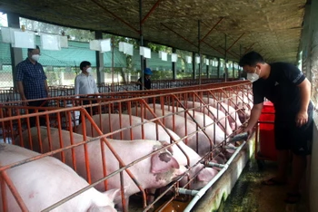 Chăn nuôi lợn tại một hộ ở xã Gia Tân 1, huyện Thống Nhất.