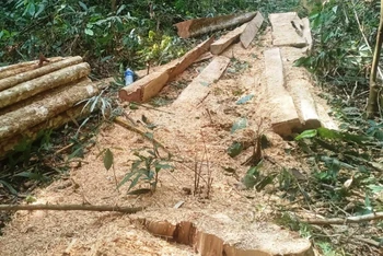 Hiện trường vụ khai thác gỗ trái phép tại lô 17 khoảnh 8, tiểu khu 1481 Công ty TNHH MTV Lâm nghiệp Nam Tây Nguyên.