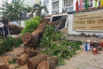 Hiện trường vụ đổ cây trước cổng Trường trung học cơ sở Trần Văn Ơn.