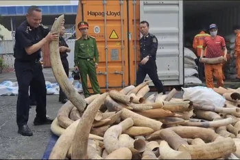 Khoảng 7 tấn ngà voi nhập lậu do Hải quan Hải Phòng bắt giữ sáng 20/3, tại cảng Nam Hải Đình Vũ.