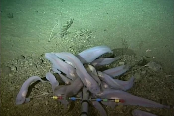 Đây là loài cá sống sâu nhất dưới đại dương được phát hiện qua hình ảnh camera. (Nguồn: sg.news.yahoo/TTXVN)