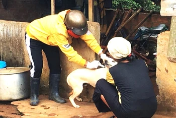 Ngành chăn nuôi-thú y tỉnh Đắk Lắk đang đẩy nhanh tiến độ tiêm phòng bệnh dại cho đàn chó, mèo trên địa bàn.