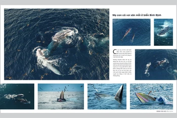 Tác phẩm Mẹ con cá Voi săn mồi ở biển Bình Định của tác giả Đặng Văn Hải, thể loại ảnh hiện thực.