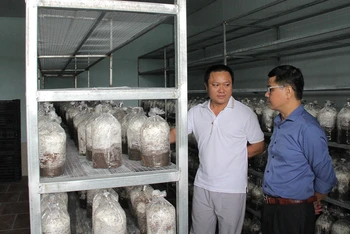Hợp tác xã Duca, huyện Việt Yên đã sản xuất thành công nấm đông trùng hạ thảo ở dạng tươi và dạng sấy khô.