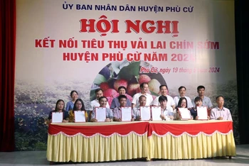 Doanh nghiệp ký kết tiêu thụ vải lai chín sớm Phù Cừ với các hợp tác xã, chủ vườn ở huyện Phù Cừ, tỉnh Hưng Yên.