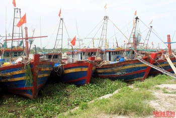 Từ trưa 10/8, nhiều tàu cá của ngư dân đã cập cảng cá Tân Sơn (Thái Thụy tỉnh Thái Bình) tránh trú bão số 2. (Ảnh: MAI TÚ)