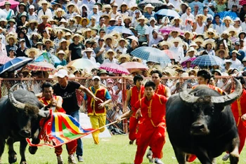 Lễ hội chọi trâu truyền thống Đồ Sơn.