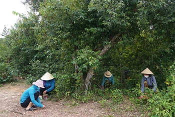 Dưới tán cây dẻ, phụ nữ xã Quảng Lưu cần mẫn nhặt hạt dẻ.