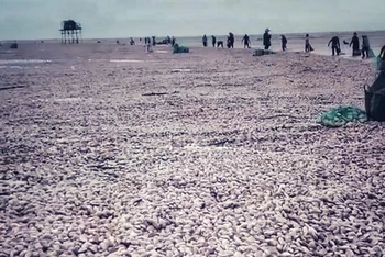 Một lượng lớn ngao tự nhiên bị sóng đánh dạt lên bãi biển xã Giao Hải, huyện Giao Thuỷ (Nam Định).
