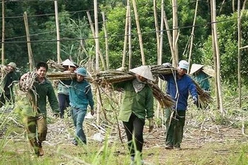 Người dân xã Tử Nê, huyện Tân Lạc, Hòa Bình đang thu hoạch mía.