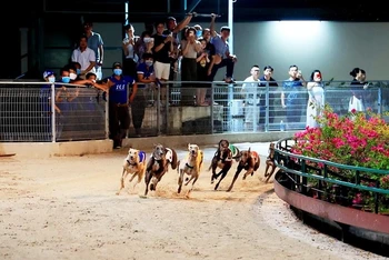 [Ảnh] Đua chó - môn thể thao giải trí độc đáo ở thành phố Vũng Tàu
