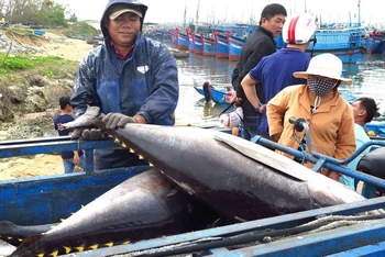 Ngư dân Phú Yên khai thác cá ngừ đại dương chấp hành tốt việc chống khai thác thủy sản bất hợp pháp, không báo cáo và không theo quy định (IUU).