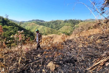 Gần 5ha rừng trồng cây sao xanh năm thứ 3 đến năm thứ 4 thuộc Rừng phòng hộ Gia Nghĩa bị đốt cháy.