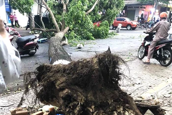 Một cây xanh hàng chục năm tuổi trên đường Y Jút, thành phố Buôn Ma Thuột bị bật gốc đổ ngã ra đường vào chiều 22/4.