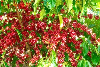 Cà-phê là một trong những mặt hàng nông sản xuất khẩu chủ lực của Việt Nam. (Ảnh: IDH)