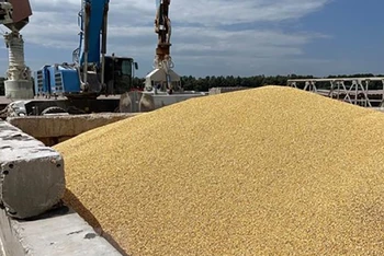 Ngũ cốc được chất tại cảng biển Izmail, vùng Odesa, Ukraine. (Ảnh: AFP/TTXVN)