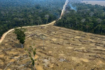 Khoảng rừng Amazon bị đốt phá tại Porto Velho, bang Rondonia, Brazil. (Ảnh tư liệu: AFP/TTXVN)