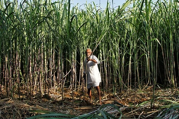 Ảnh minh họa. (Nguồn: Reuters)