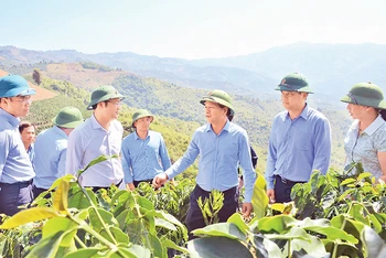 Lãnh đạo tỉnh Ðiện Biên kiểm tra các dự án phát triển nông-lâm nghiệp tại huyện Tuần Giáo. 