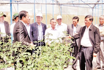 Lãnh đạo tỉnh Lâm Ðồng thăm nông trại của Hợp tác xã Dịch vụ nông nghiệp tổng hợp Sunfood Ðà Lạt. 