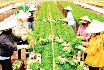 Huyện Ðức Trọng (Lâm Ðồng) ứng dụng công nghệ cao, thông minh trên một số loại cây trồng, vật nuôi đặc sản. 