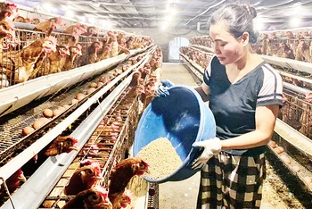 Nguồn vốn tín dụng giúp nông dân xã Toàn Thắng, huyện Kim Ðộng, tỉnh Hưng Yên phát triển sản xuất chăn nuôi gà. 