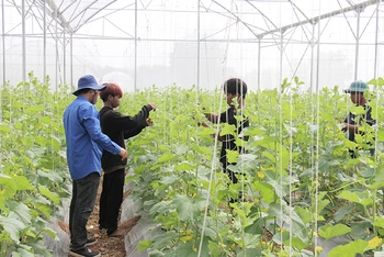 Thanh niên dân tộc Ra Glai huyện Bác Ái được đội viên trí thức trẻ hướng dẫn kỹ thuật trồng dưa lưới. 