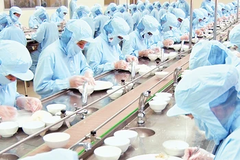Công nhân chế biến nguyên liệu tổ yến ở Công ty Yến sào Khánh Hòa. 