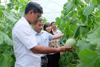 Mô hình trồng dưa lưới ở xã Lộc Hưng, huyện Lộc Ninh đã giúp nhiều gia đình nâng cao thu nhập. 