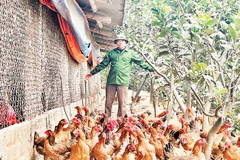 Anh Ðoàn Văn Thanh chăm sóc đàn gà đến ngày chuẩn bị xuất chuồng. 
