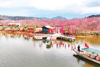 Khách du lịch tham quan đảo hoa anh đào tại hồ Pá Khoang, thành phố Ðiện Biên Phủ. (Ảnh Phan Thành - Fanpage "Du lịch Ðiện Biên cùng thổ địa") 