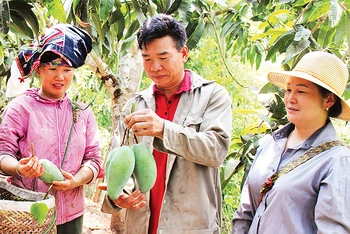 Người trồng xoài Yên Châu trao đổi kỹ thuật thu hái phục vụ cho nhà máy chế biến nông sản và hoạt động xuất khẩu. 