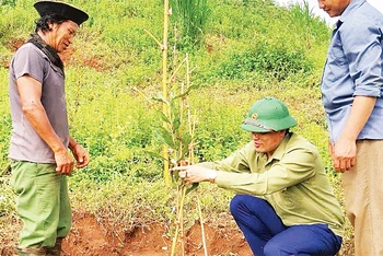 Cán bộ Phòng Dân tộc huyện Tuần Giáo hướng dẫn người dân kỹ thuật trồng, chăm sóc cây mắc-ca. 