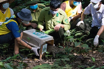 Cán bộ Trung tâm cứu hộ Cúc Phương thả động vật hoang dã về tự nhiên. 