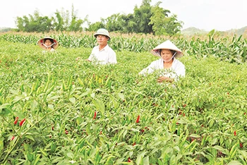 Nông dân ở xã Gia Cát, huyện Cao Lộc (Lạng Sơn), thu hái ớt xuất khẩu. 