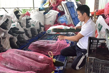 Ðóng gói nông sản tại Hợp tác xã rau an toàn Tự Nhiên, xã Ðông Sang, huyện Mộc Châu, tỉnh Sơn La. (Ảnh TUỆ NGHI) 