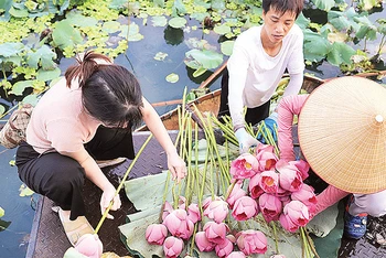 Thu hoạch sen bách diệp bên hồ Tây. (Ảnh Quang Thái) 