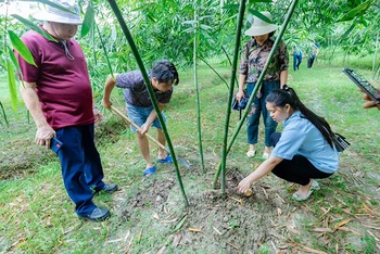 Mô hình trồng tre lấy măng theo quy trình sản xuất sạch ở huyện Tân Yên, tỉnh Bắc Giang. (Ảnh Ðỗ Tuấn) 