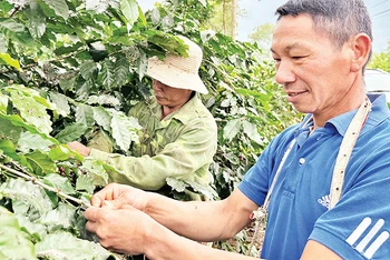 Ông Lầu Chồng Lử, dân tộc H’Mông là người có uy tín ở xã Ẳng Nưa, huyện Mường Ảng đã giúp nhiều gia đình trong xã, trong huyện kỹ thuật trồng, chăm sóc cà-phê để vươn lên thoát nghèo. 