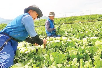 Người dân huyện Phong Thổ (Lai Châu) thu hoạch rau tại Nhật Bản. 