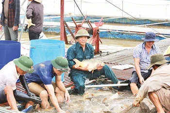 Ông Vũ Văn Chiến (người ngồi giữa) kiểm tra cá tại các lồng nuôi trên sông Ðuống. 