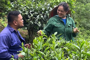 Vợ chồng anh Lường Quang Đại và chị Lý Thị Xuân chăm sóc cây trồng trên ngọn đồi của gia đình.