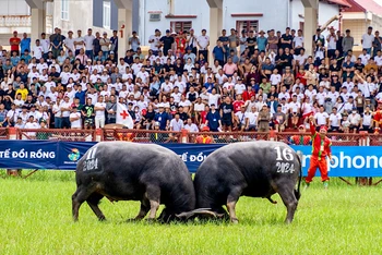 Đông đảo người dân và du khách tham dự, cổ vũ cho Lễ hội chọi trâu truyền thống Đồ Sơn năm 2024.