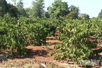 Gần 6.300ha cà-phê tại Đắk Nông trồng ở các vùng không thích nghi với điều kiện tự nhiên, khí hậu được chuyển đổi sang cây trồng khác.
