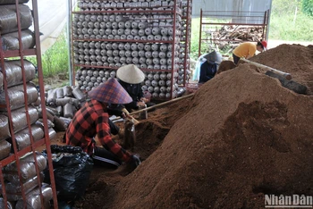 Mô hình trồng nấm của hội viên Hội Nông dân xã Tâm Thắng, huyện Cư Jút , tỉnh Đắk Nông cho thu nhập hàng trăm triệu đồng mỗi năm.