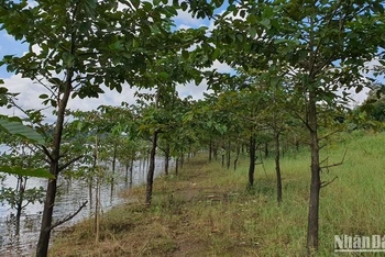 Nhiều diện tích rừng trồng bán ngập từ tiền trồng rừng thay thế ở Đắk Nông đã thành rừng và phát huy hiệu quả về môi trường.