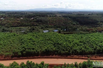 Chi nhánh Tập đoàn Công nghiệp Than- Khoáng sản Việt Nam - Công ty Nhôm Đắk Nông -TKV tiến hành bàn giao về cho địa phương hơn 100ha đất sau khai thác bô xít, đã phục hồi môi trường bằng việc trồng rừng keo theo quy định.