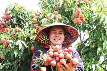 Chị Lê Thị Hải ở thôn 10, xã Ea Sar, huyện Ea Kar, tỉnh Đắk Lắk vui mừng vì năm nay vải vừa được mùa, được giá.